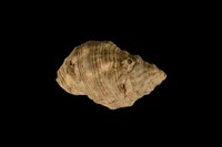 藏品(蚵岩螺)的圖片